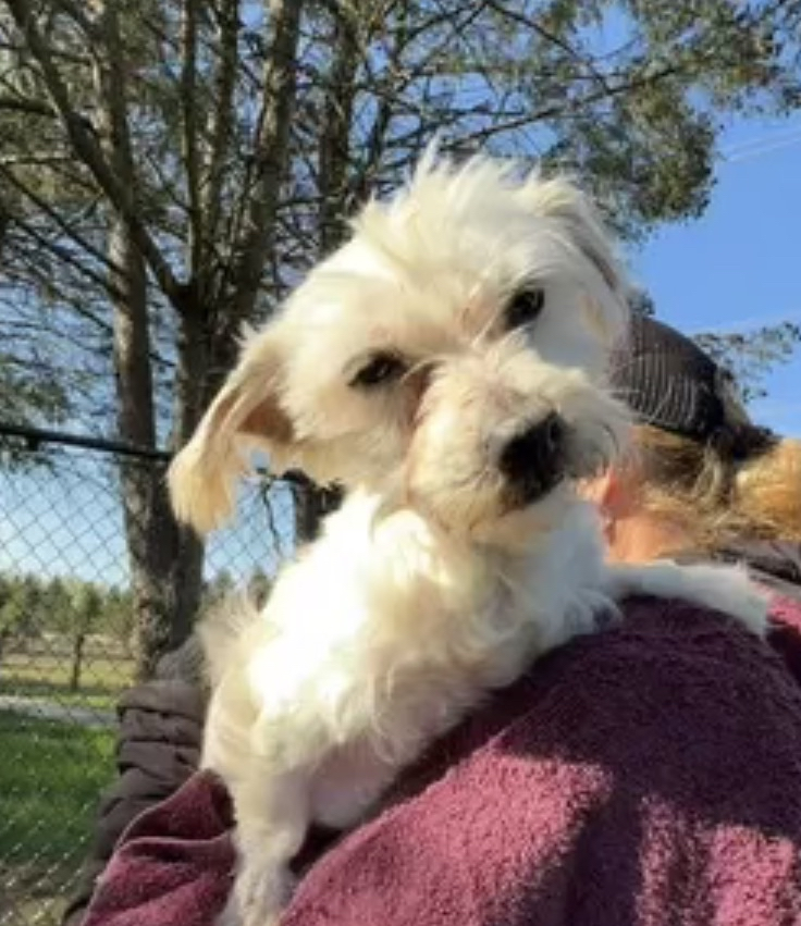 Rescue of the Week: Selena, a 6-year-old Maltese
