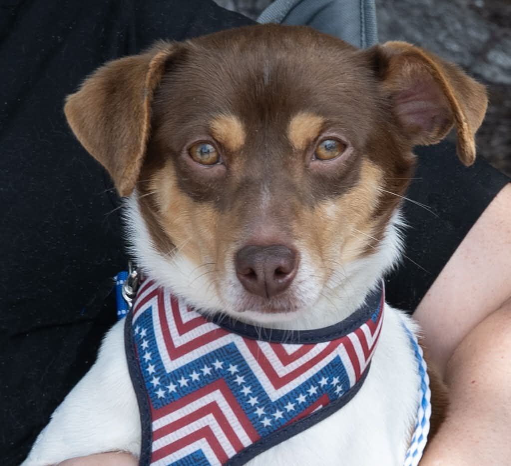 Rescue of the Week: Buster, a 2-year-old miniature fox terrier
